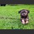 20130618-bolonka-puppies-V-01